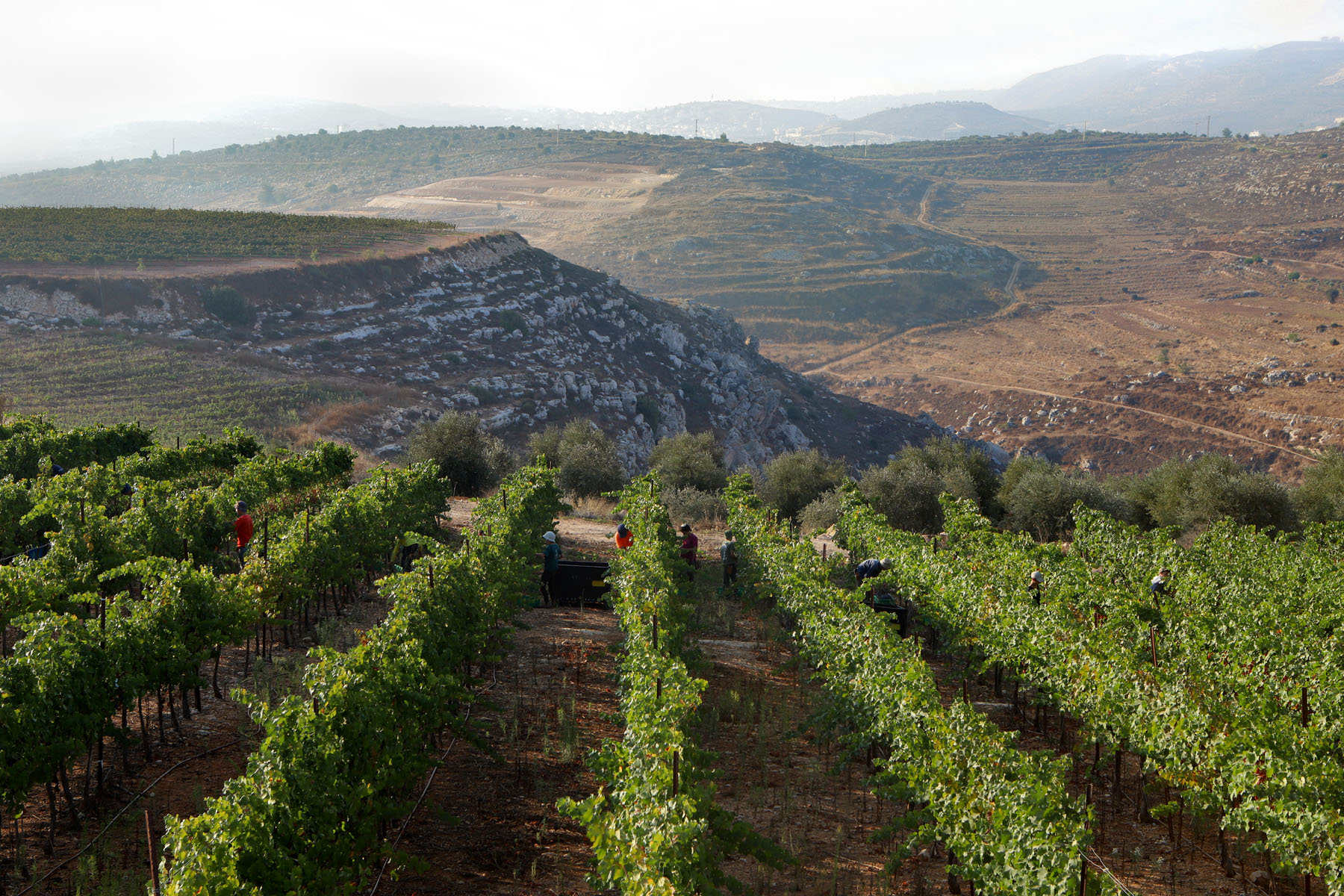 Vineyards in Shomron Hills