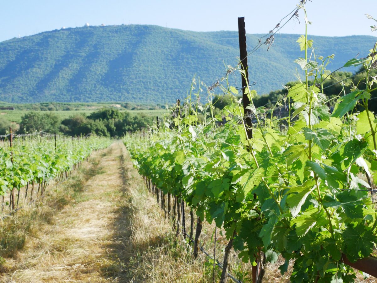Vineyards in the Upper Galilée region. (Aleksandra Trochimiuk)