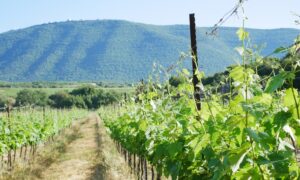 Israeli Wines: Where the Mediterranean Meets the Middle East