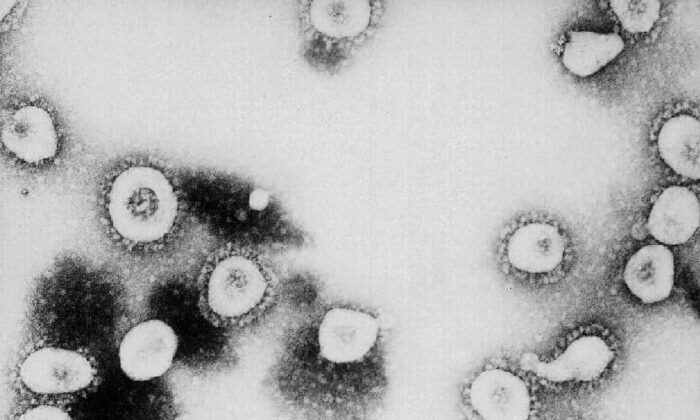 This undated handout photo from the Centers for Disease Control and Prevention (CDC) shows a microscopic view of the Coronavirus at the CDC in Atlanta, Georgia. According to the CDC the virus that causes Severe Acute Respiratory Syndrome (SARS) might be a "previously unrecognized virus from the Coronavirus family." (CDC/Getty Images)