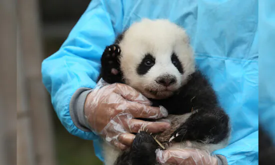 China’s Virus Propaganda Backfires; CCP Global Ambitions Take Hit