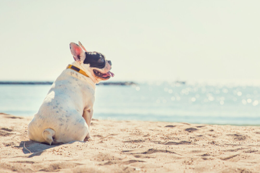 Singing Bulldog Goes Viral With Hilarious Video Cover of Josh Groban’s