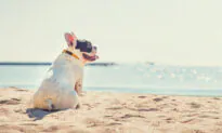 Singing Bulldog Goes Viral With Hilarious Video Cover of Josh Groban’s ‘You Raise Me Up’