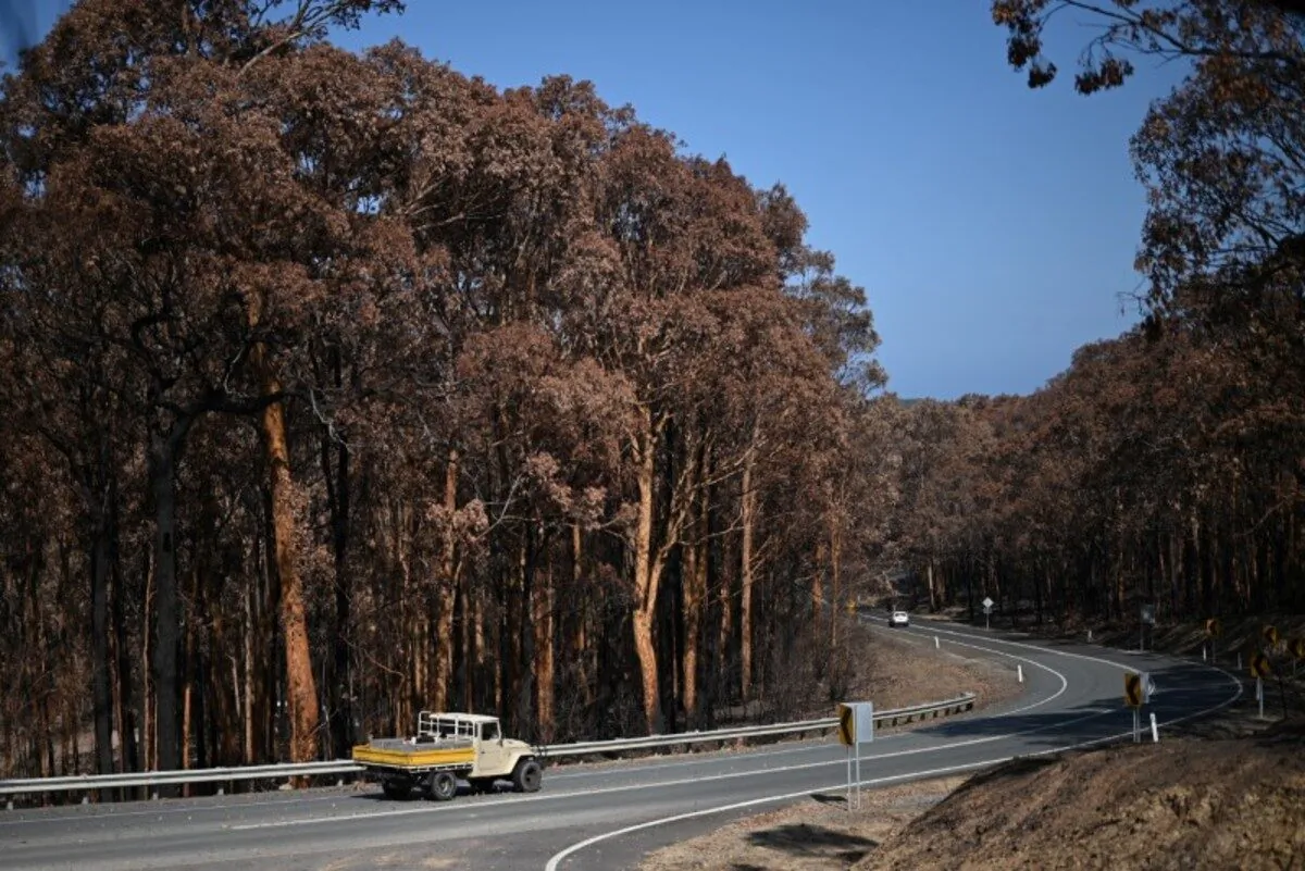 A truck drives past charred trees burnt during the recent bushfires near Batemans Bay, New South Wales, Australia, on Jan. 22, 2020. (Loren Elliott/Reuters)