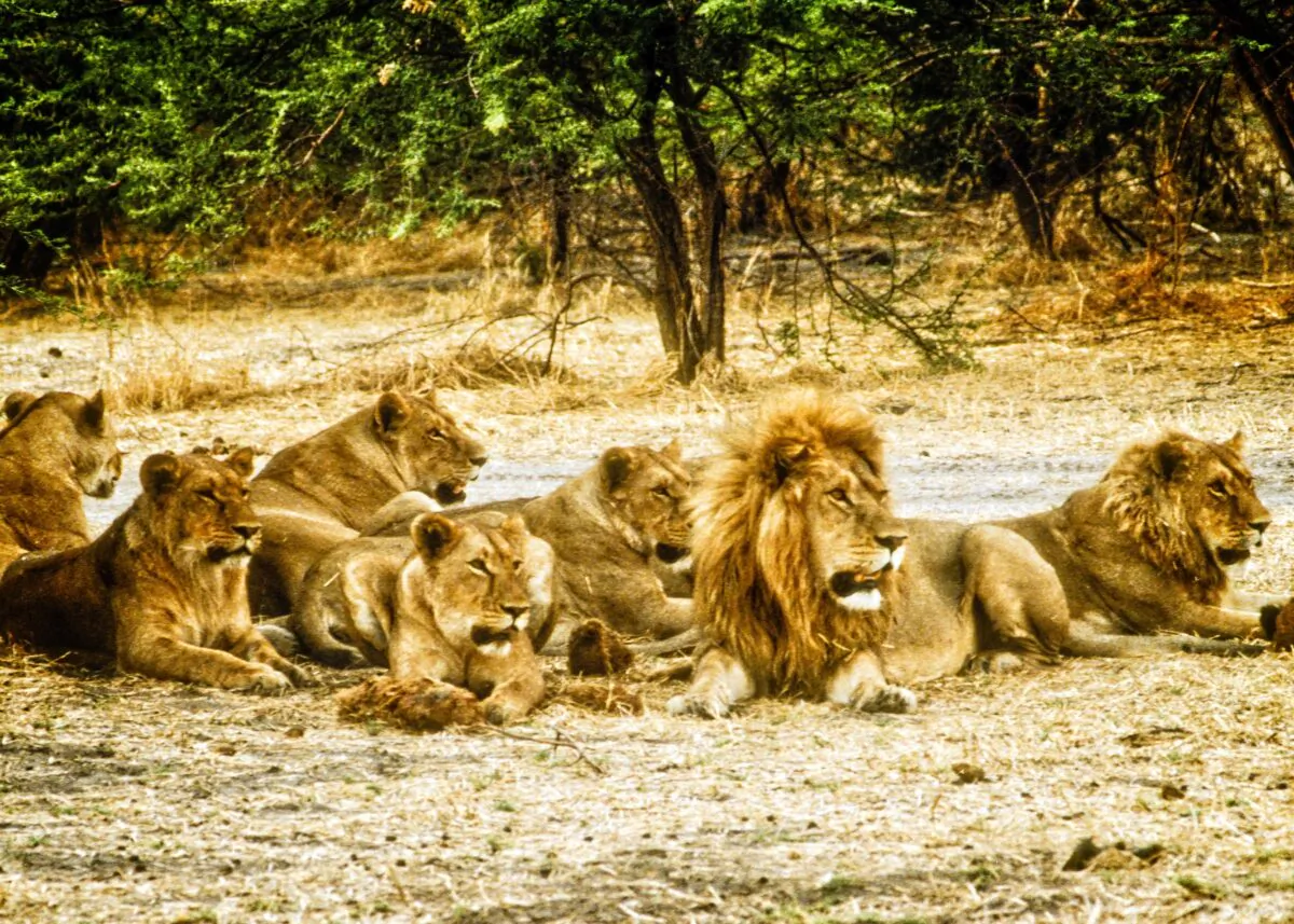 The lion is a huge cat, with head and body stretching 4.5 to 6.5 feet and weighing from 265 to 420 pounds. It lives in groups, called prides, of three to 40. (Fred J. Eckert)