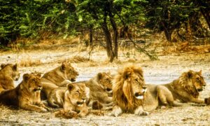 Experiencing Africa in the Wild: A 'Five-Star Adventure' in Botswana