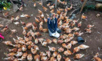 Woman Saves 4,000 Chickens From Slaughter After Raising Over $3,000 in 36 Hours