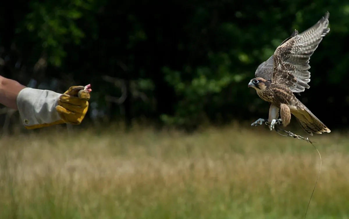 A Lanner Falcon flies to its trainer's arm at a bird sanctuary in Laurel, Md., on June 14, 2012. (KAREN BLEIER/AFP/GettyImages)