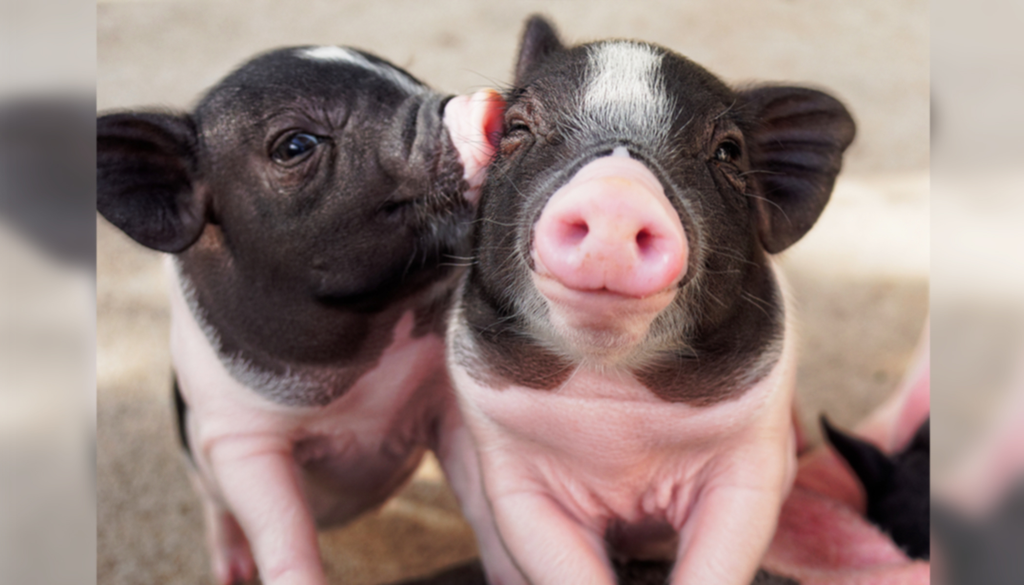 Why Pigs Don't Get Sick From the Coronavirus - Vimarsana News
