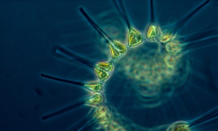 File photo of phytoplankton. (NOAA/Unsplash)