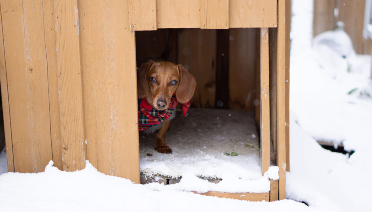 Veterinarian Sleeps in a Dog House on a Cold Winter Night to Show How