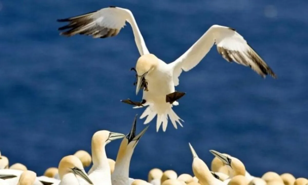 Northern gannets pictured on Bonaventure Island in Quebec, home to an estimated 55,000 gannet pairs. The gannet migrates to the southeastern coast of the United States each fall. (David Boily/AFP/Getty Images)
