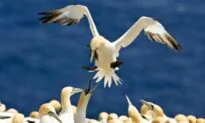 Trump Administration to Decriminalize Accidental Killing of Birds