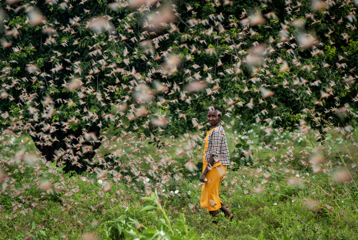 A farmer looks back as she walks through swarms of desert locusts feeding on her crops, in Katitika village, Kenya, on Jan. 24, 2020. (Ben Curtis/AP Photo)