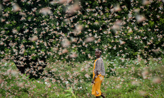 A farmer looks back as she walks through swarms of desert locusts feeding on her crops, in Katitika village, Kenya, on Jan. 24, 2020. (Ben Curtis/AP Photo)