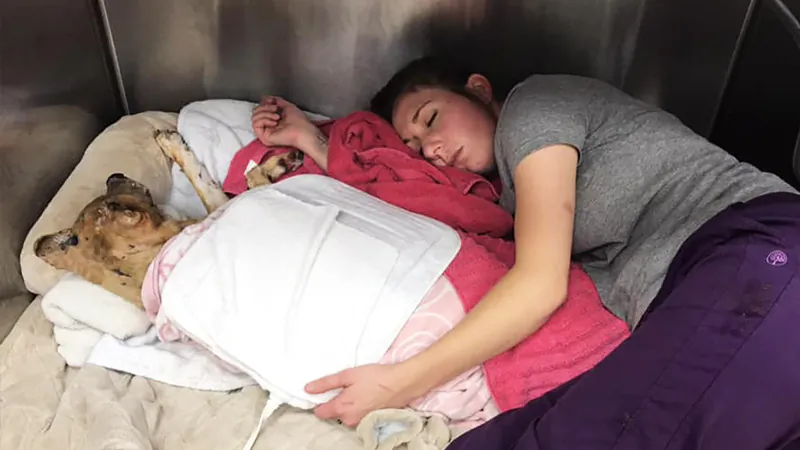 (Photo courtesy of Care More Animal Hospital)