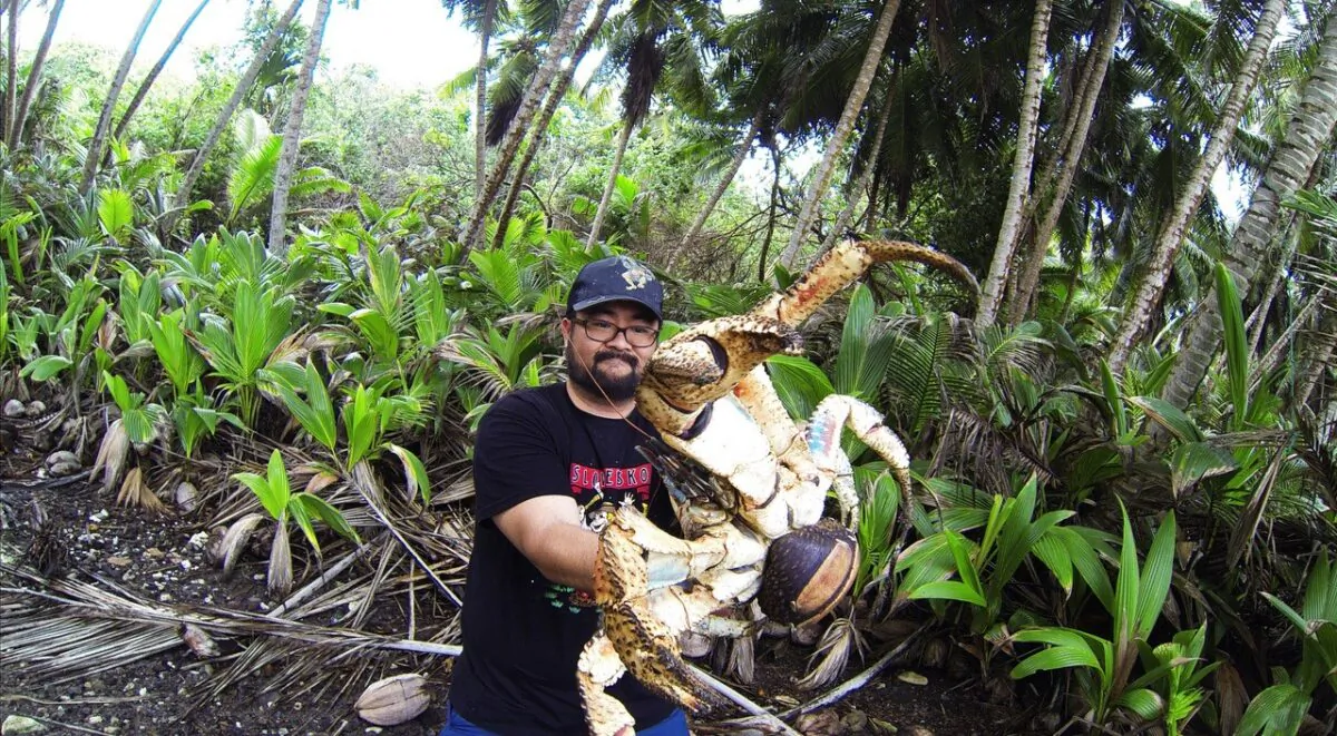 Giant coconut crab on Christmas Island, Australia. (Christmas Island Tourism Association)