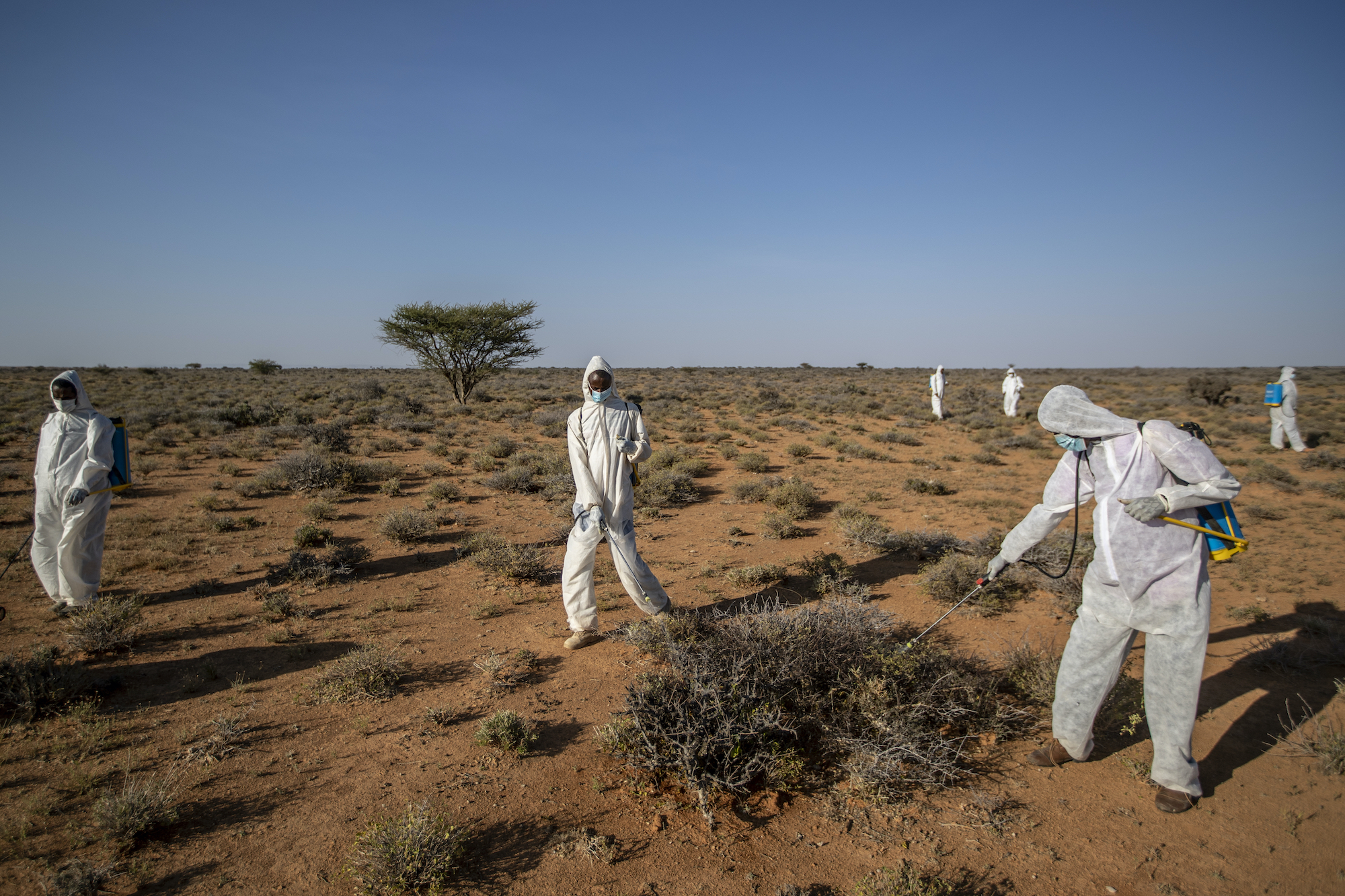 Somalia Africa Locust Outbreak