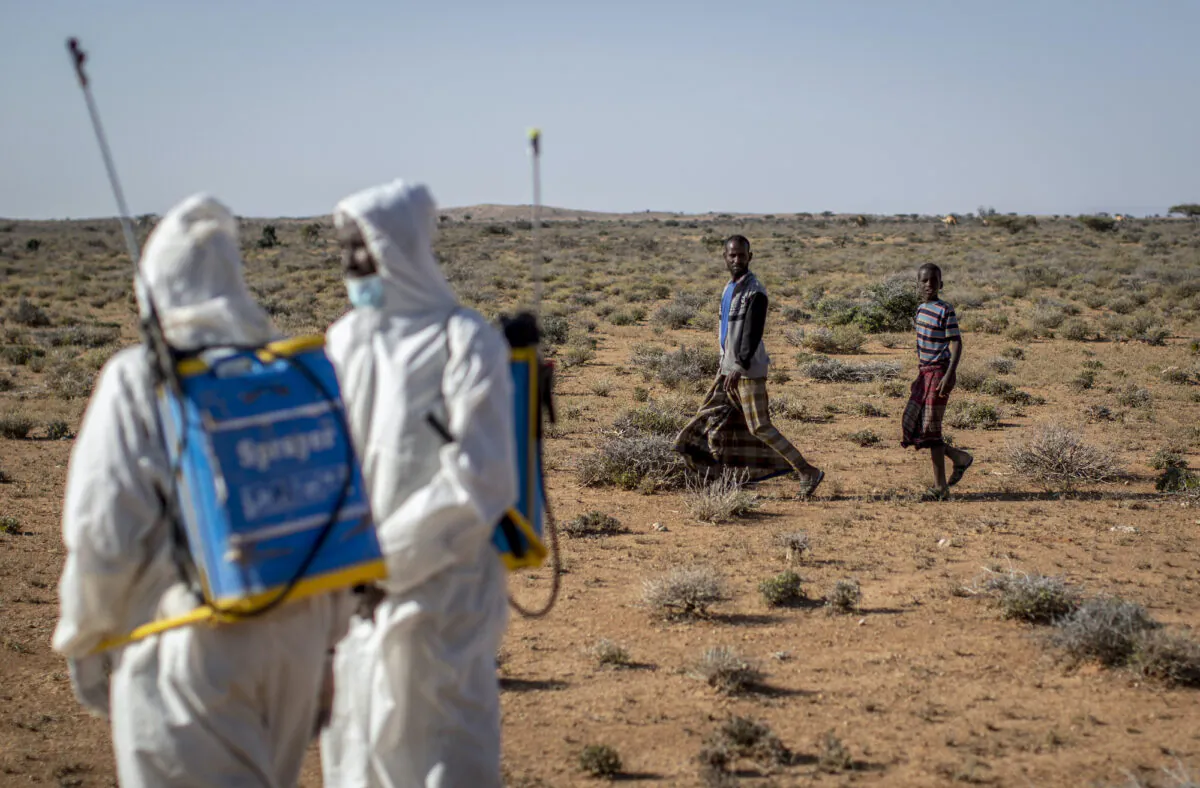 Pest-control sprayers demonstrate their work on the thorny bushes in the desert that is the breeding ground of desert locusts for a visiting delegation of Somali ministry officials and experts from the Food and Agriculture Organization (FAO), in the desert near Garowe, in the semi-autonomous Puntland region of Somalia on  Feb. 4, 2020. (Ben Curtis/AP Photo)
