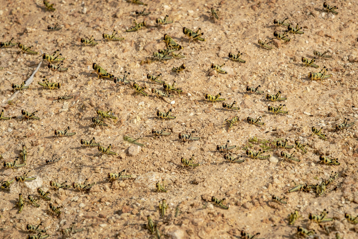 Somalia Africa Locust Outbreak