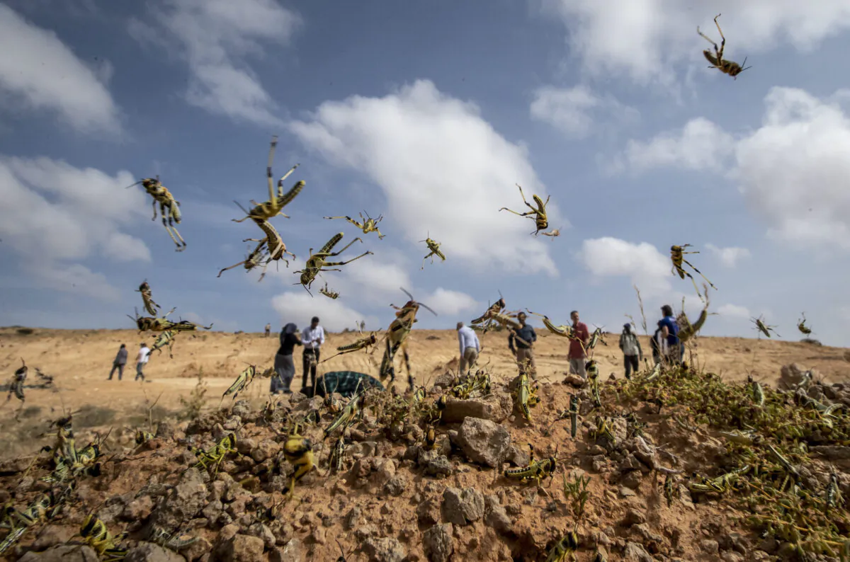 Young desert locusts that have not yet grown wings cover the ground in the desert near Garowe, in the semi-autonomous Puntland region of Somalia on Feb. 5, 2020. (Ben Curtis/AP Photo)