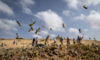 Africa Locust Invasion Spreading, May Become ‘Devastating Plague,’ UN Warns