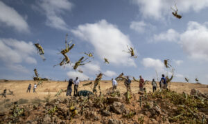 Africa Locust Invasion Spreading, May Become ‘Devastating Plague,' UN Warns