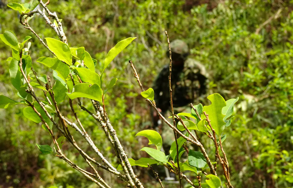 A soldier of the Colombian National Army stands guard during an operation to eradicate coca plants at a plantation in Taraza, Antioquia province, Colombia Sept. 10, 2019. (Luis Jaime Acosta/Reuters)