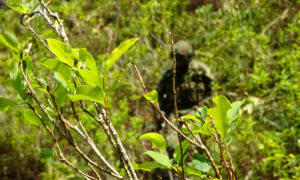 Colombia Aims to Eradicate More Than 321,000 Acres of Coca in 2020