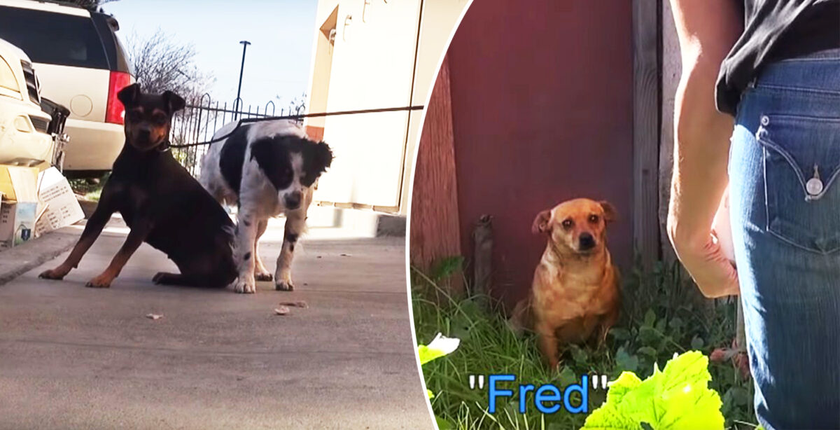 3 Dogs Left Homeless After Owner Dies Get a Second Chance