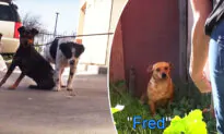3 Dogs Left Homeless After Owner Dies Get a Second Chance–If Rescuers Can Catch Them!