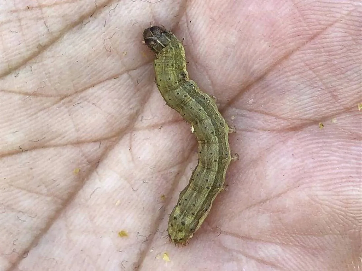 The fall armyworm, which can destroy crops overnight, was first detected in Australia and NSW in 2020. (AAP)
