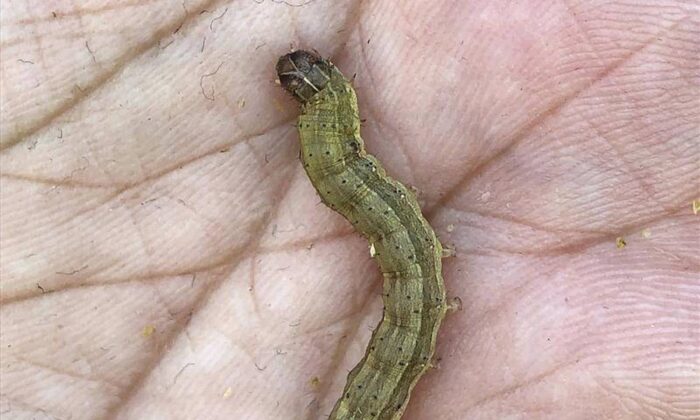 The fall armyworm, which can destroy crops overnight, has been detected in Australia. (AAP)

