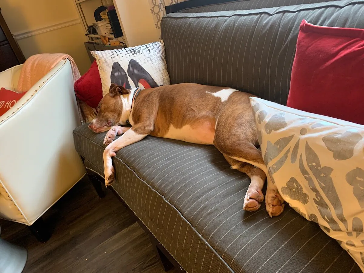 Greta lounging on the couch. Greta is Vincent Veale's emotional support dog.