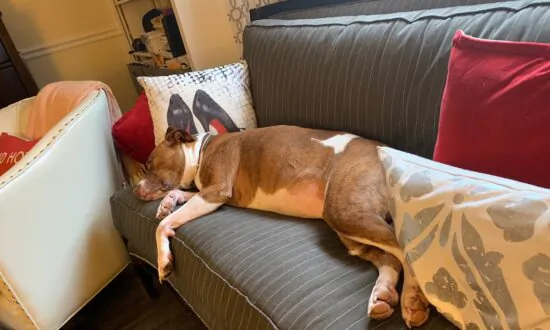 How a Navy Veteran and Abused Pit Bull Saved Each Other