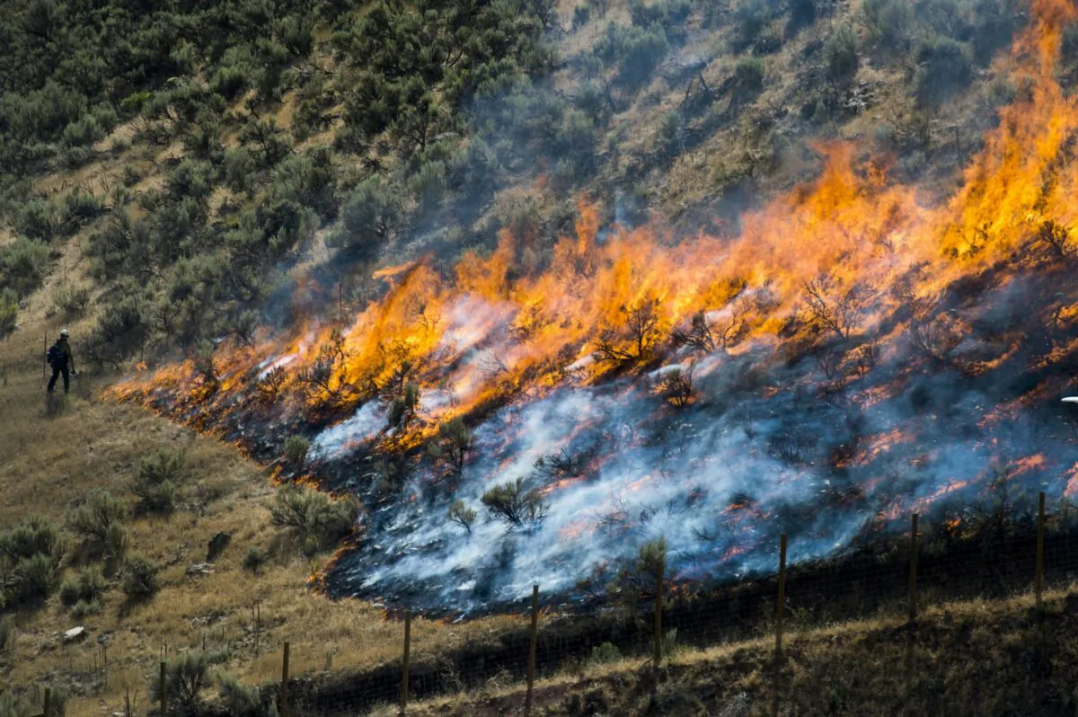 File photo shows firefighters control the Tollgate Canyon fire as it burns near Wanship, Utah. The Bureau of Land Management has announced plans to fund 11,000 miles of strategic fuel breaks in Idaho, Oregon, Washington, California, Nevada and Utah in an effort to help control wildfires, on Feb. 15, 2020. (Rick Egan/The Salt Lake Tribune via AP)