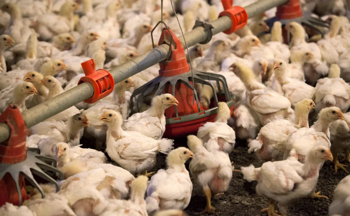 Chickens feed from a row of feed bins at C&A Farms in Fairmont, North Carolina, on June 10, 2014. (Randall Hill/Reuters)