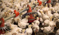 2 Million Chickens Will Be ‘Depopulated’ Because of Lack of Employees at Delaware, Maryland Processing Plants