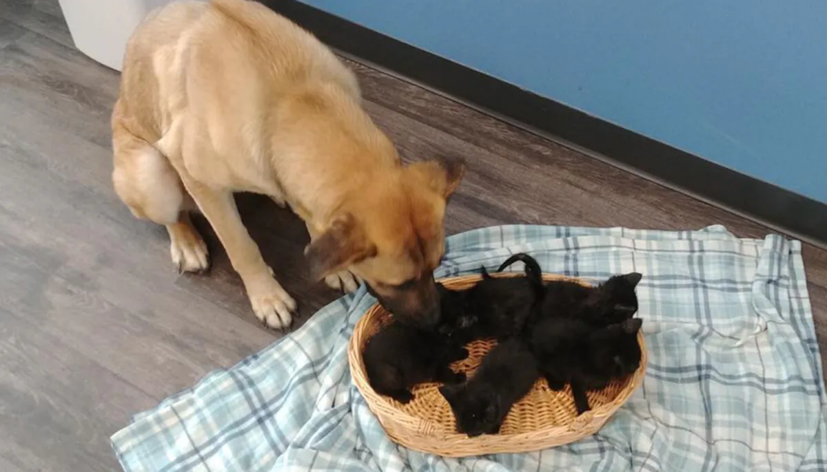 (Photo courtesy of Pet and Wildlife Rescue)