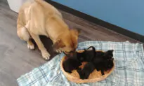 Stray Dog Found on Side of the Road in the Snow Cuddling 5 Orphaned Kittens to Keep Them Warm