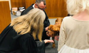 Homeless Senior Mastiff With Terminal Cancer Gets Adopted to Spend Last Days in Happy Home