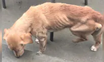 Starving Senior Dog Sees Open Door, Takes Shelter From Storm & Accidentally Finds Her Forever Home