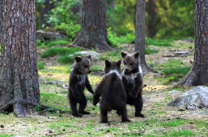 Epoch Times Photo