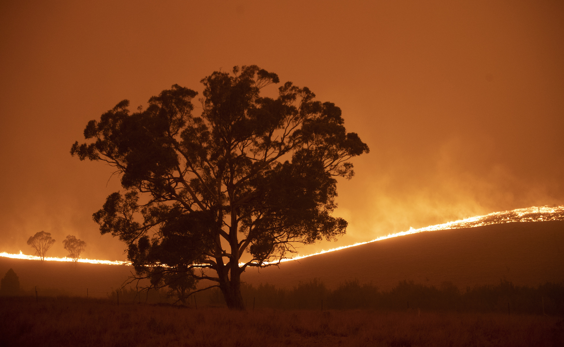 Australia a 'Powder Keg' for Grassfires After Big Wet - Vimarsana News