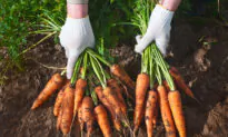 Carrot Pasta, From the Farmer’s Kitchen