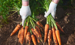 Carrot Pasta, From the Farmer's Kitchen