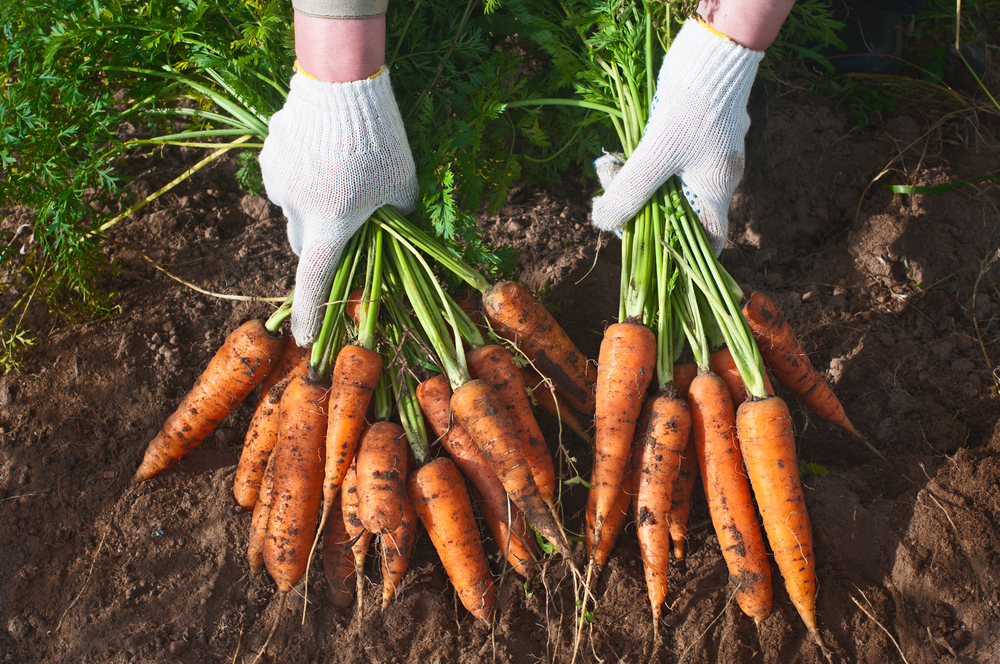 In a farm cook's hands, a simple seasonal ingredient, like a carrot, is the starting point for a feast. (Shutterstock)