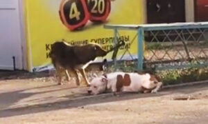 Stray Dog Sees 'Abandoned' Dog With Leash Tied to a Fence and 'Rescues' His New Friend