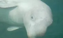 Nova Scotia Chosen as Home for Retired Captive Whales