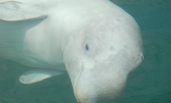 A beluga whale is seen in this undated handout photo.(THE CANADIAN PRESS/HO, Catherine Kinsman)